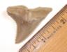 Giant Hemipristis Tooth